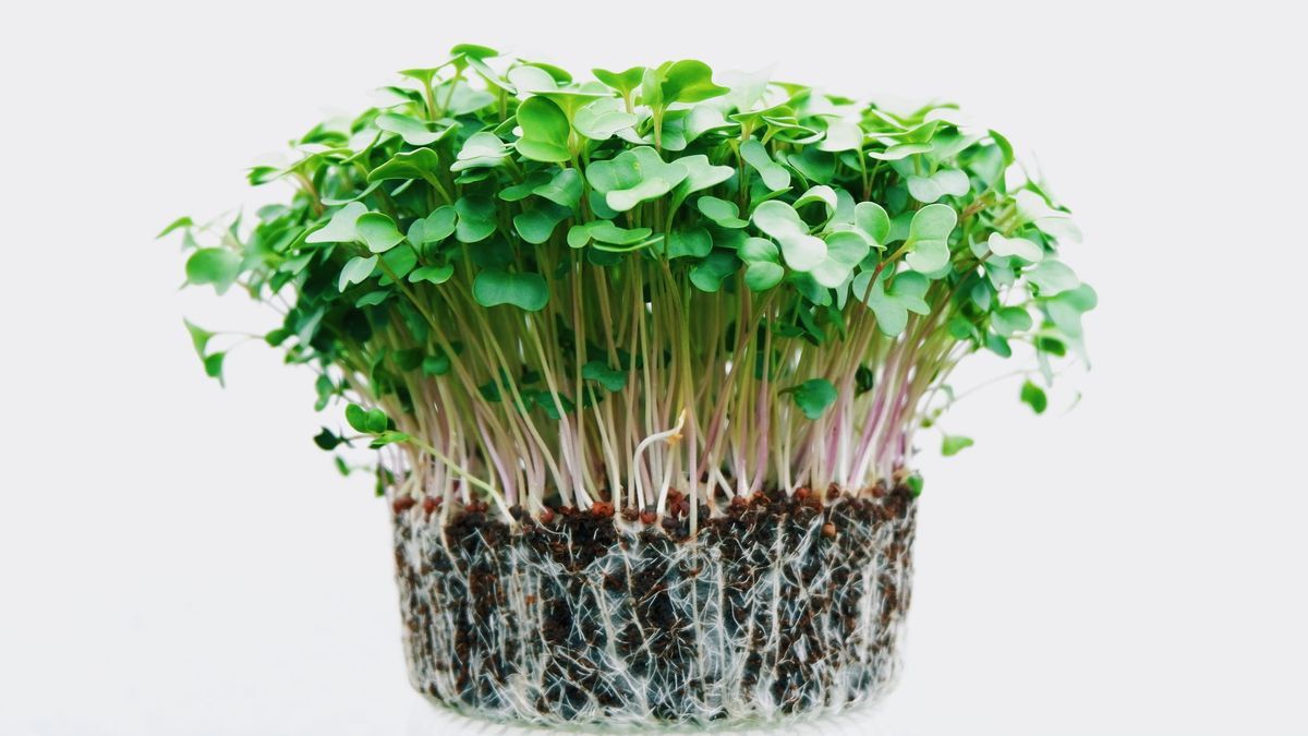 Manfaat Microgreen bagi Tubuh yang Harus Kamu Tahu Beserta Cara Menanamnya