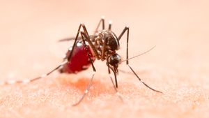 Kasus Chikungunya hingga Dengue Melonjak di Eropa