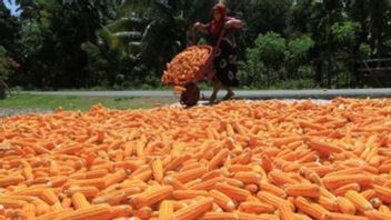 东南亚齐地区检察官调查玉米种子采购腐败指控