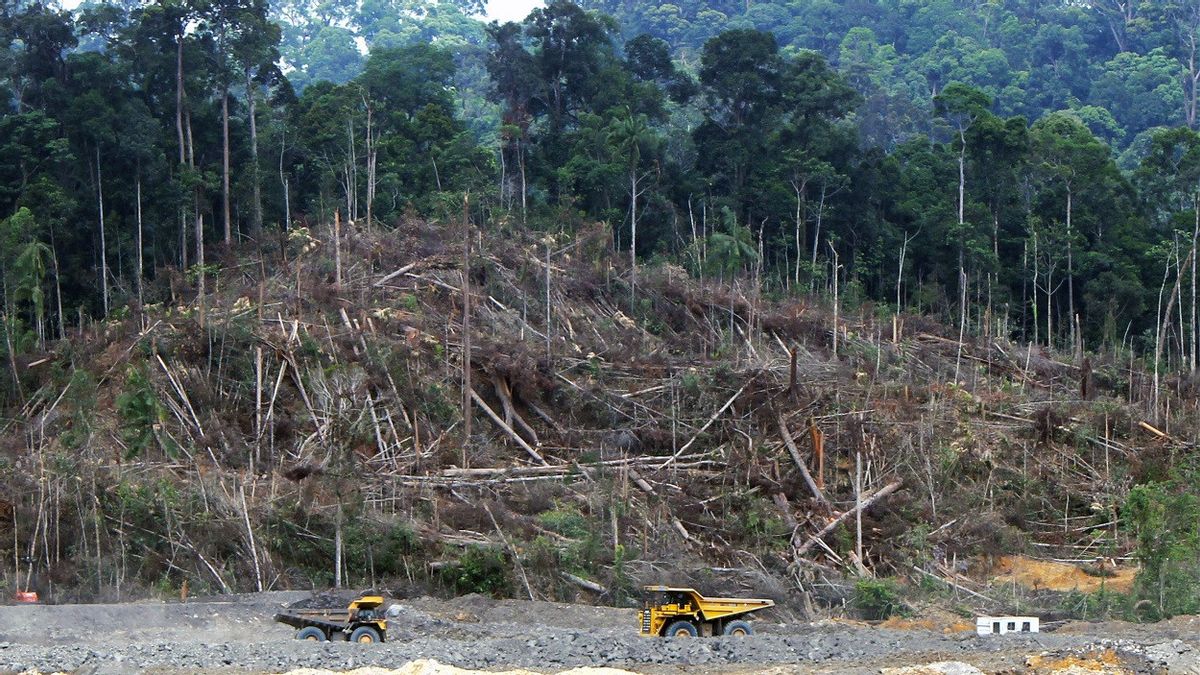同意到2030年结束森林砍伐，全球领导人准备270万亿卢比预算