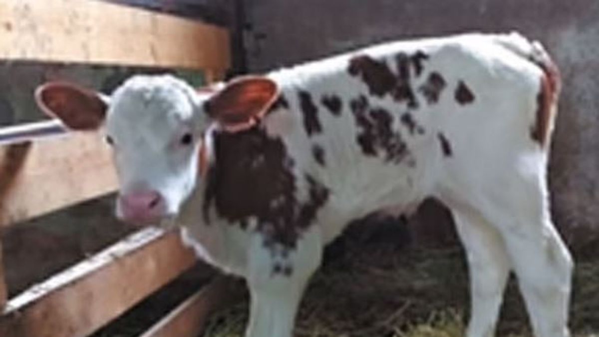 俄罗斯研究人员成功克隆出产生低过敏性牛奶的奶牛 