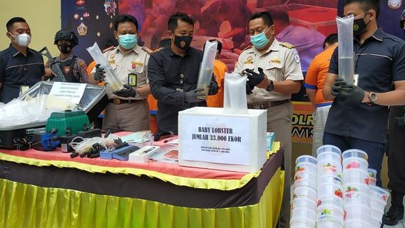 La Police De Sidoarjo N’envoie Pas 33 000 Benur à Batam, 5 Personnes Arrêtées 