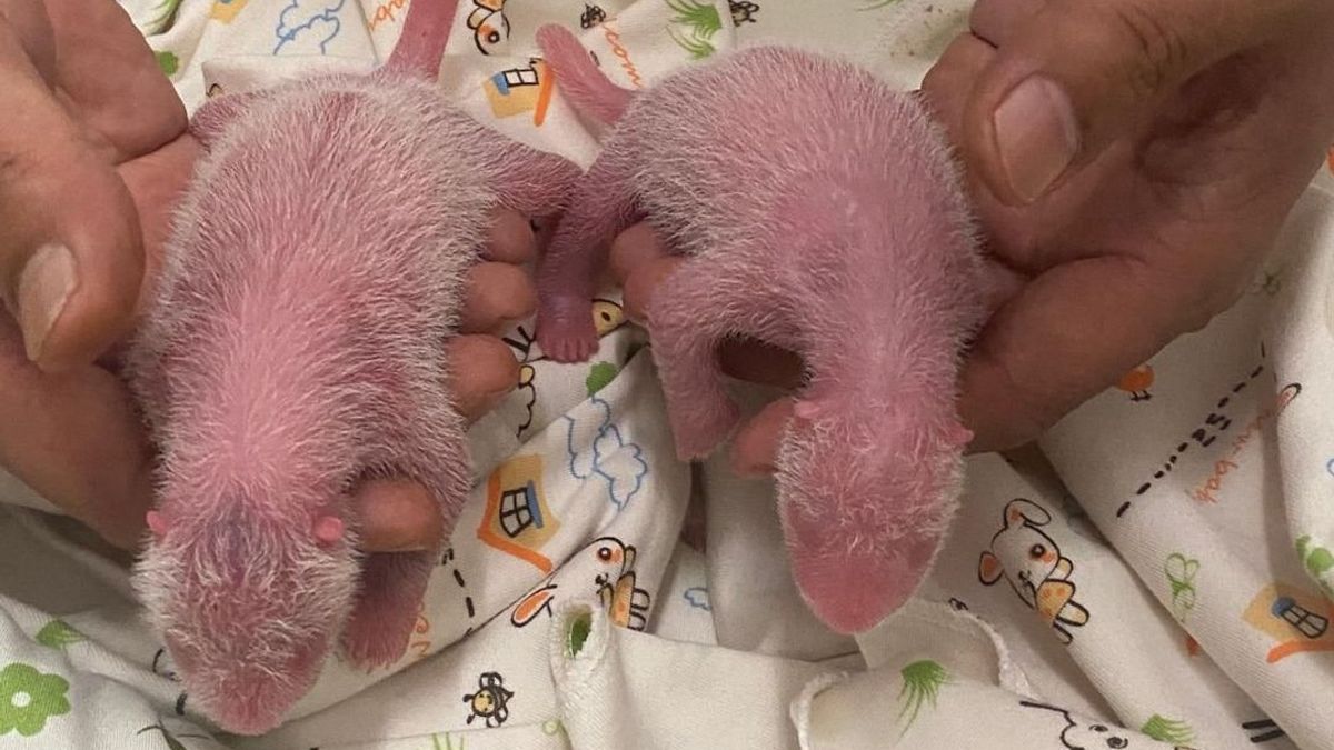 Birth Of A Pair Of Twin Babies, Ying Ying Becomes The World's Oldest Giant Panda Parent