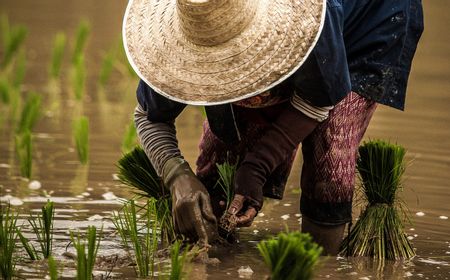 Protes Besar Petani di India karena Pemerintah Berhenti Beli Hasil Tani