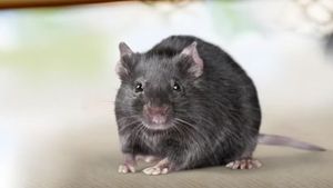 10 Makanan yang Bisa Mengundang Tikus Bersarang di Dapur