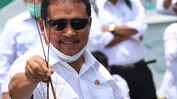 The Ideals Of Minister Trenggono: Indonesia Is The Best Lobster Cultivator In The World