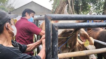 Cegah PMK, 600 Hewan di Kabupaten Tangerang Terima Dosis Vaksin