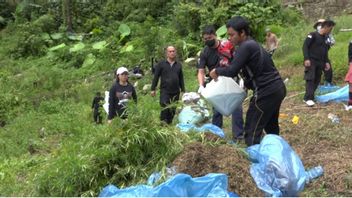 Tangkap Bandar Narkoba, Polisi Dapat 'Bonus' Ladang Ganja di Mandailing Natal, Sumut