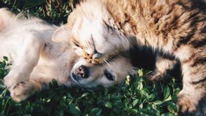 Les chats et les chiens peuvent-ils vivre sans encombrer des carbones? C'est ce que disent les experts