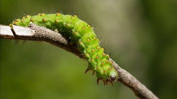 5つの楽しくない植物、成長しやすく、メンテナンスが少ない