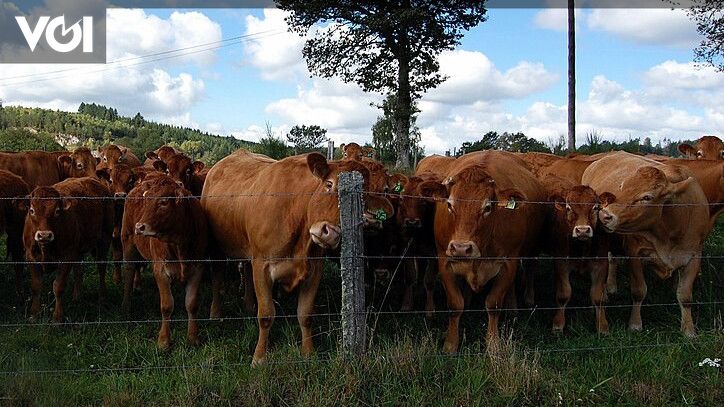 Getting To Know Limousine Cows, Sultan Idol Cows Officials To ...