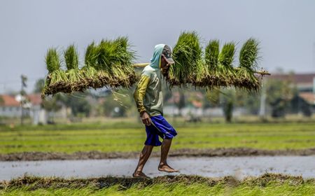 Pengamat: Intensifikasi Lahan Kunci dari Swasembada Pangan