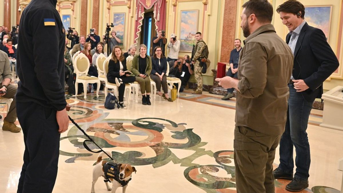 Perkenalkan Patron, Anjing Ukraina Jenis Terrier Jack Russell yang Canggih Deteksi 200 Bom Milik Rusia