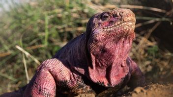 在加拉帕戈斯群岛发现的濒临灭绝的粉红色鬣蜥幼崽