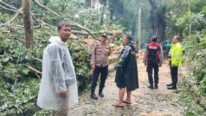 Wisatawan Prancis dan Korsel Tewas Tertimpa Pohon Tumbang Saat Angin Kencang di Monkey Forest Bali