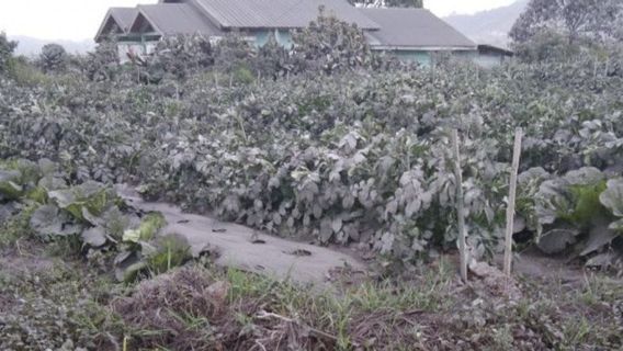 Mount Sinabung Hujani Volcanic Ash 8 Villages In Karo, North Sumatra, This Is The Appearance