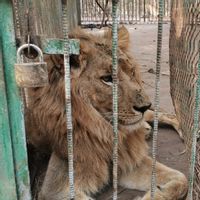 Krisis Ekonomi Membuat Singa di Kebun Binatang Sudan Terlantar