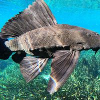 Jenis Ikan Sapu-Sapu yang Menginvasi Perairan Indonesia