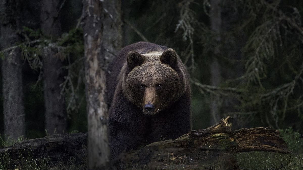 Romania Allows Additional Bear Hunting Quota To Control Population And Prevent Deadly Attacks