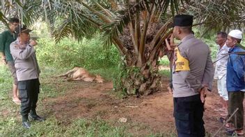 東アチェの住民の家畜がトラに殺された