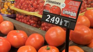 Inggris Alami Kelangkaan Tomat Akibat Gangguan Panen dan Impor