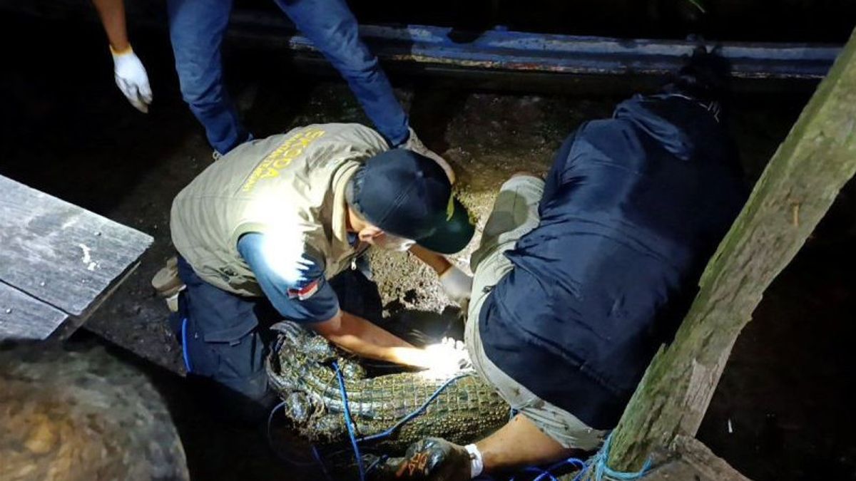 Penampakan Buaya Muara yang Diamankan di Sungai Mentawa