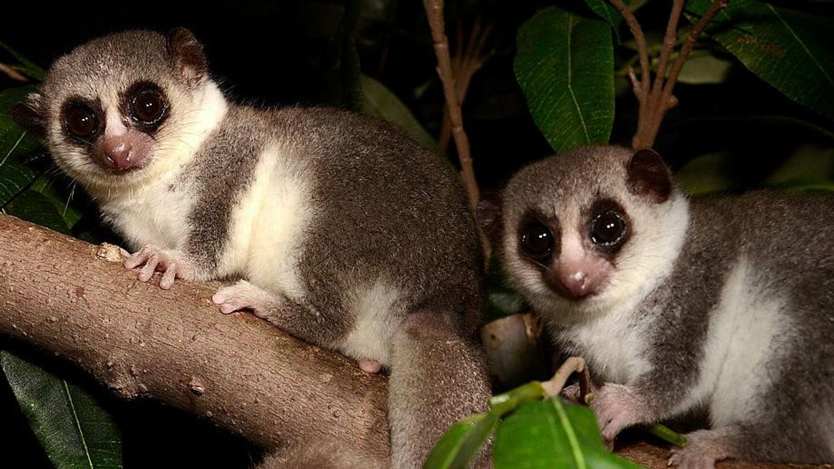 Researchers Say Lemurs Can Help Unlock Hibernating Human Potential