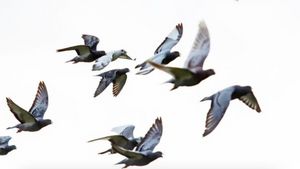Kasus Pertama Flu Burung H5N5 Menular ke Manusia Terdeteksi di Washington