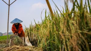 Mengenal Pilar Ketahanan Pangan dan Strategi Pemerintah Mendorong Pertanian Berdaulat