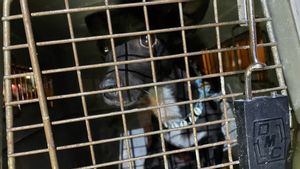 Sempat Hilang Selama Tiga Minggu di Bandara Amerika Serikat, Anjing Turis Dominika Ini Berhasil Ditemukan