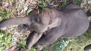Tari, Si Anak Gajah Kesayangan di TNTN Riau Meninggal karena Positif EEHV