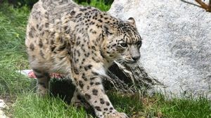 Moscow Zoo Owns A Snow Leopard Cage