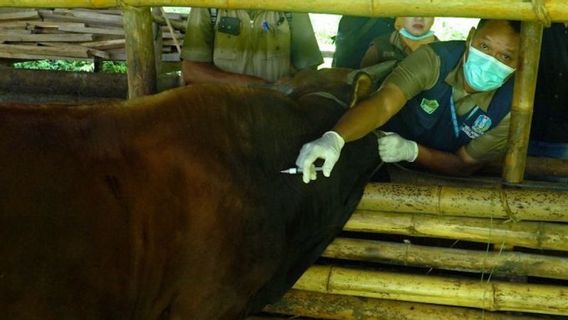 وزارة الزراعة تخصص 151 ألف جرعة من اللقاح في جاوة الغربية للسيطرة على مرض الحمى القلاعية