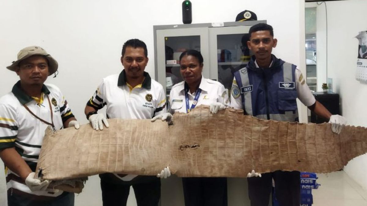 South Papua Quarantine Team Secures Utuh Crocodile Skin At Mopah Airport