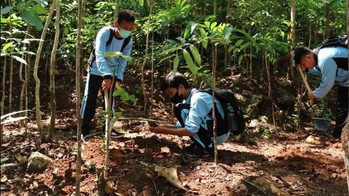 BCA Menanam 1.000 Bibit Pohon di Gunung Kidul