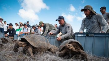Kura-kura Raksasa Kembali ke Kepulauan Galápagos Setelah Hampir 150 tahun