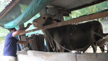 President Jokowi Returns To Sacrifice Cows In 34 Provinces