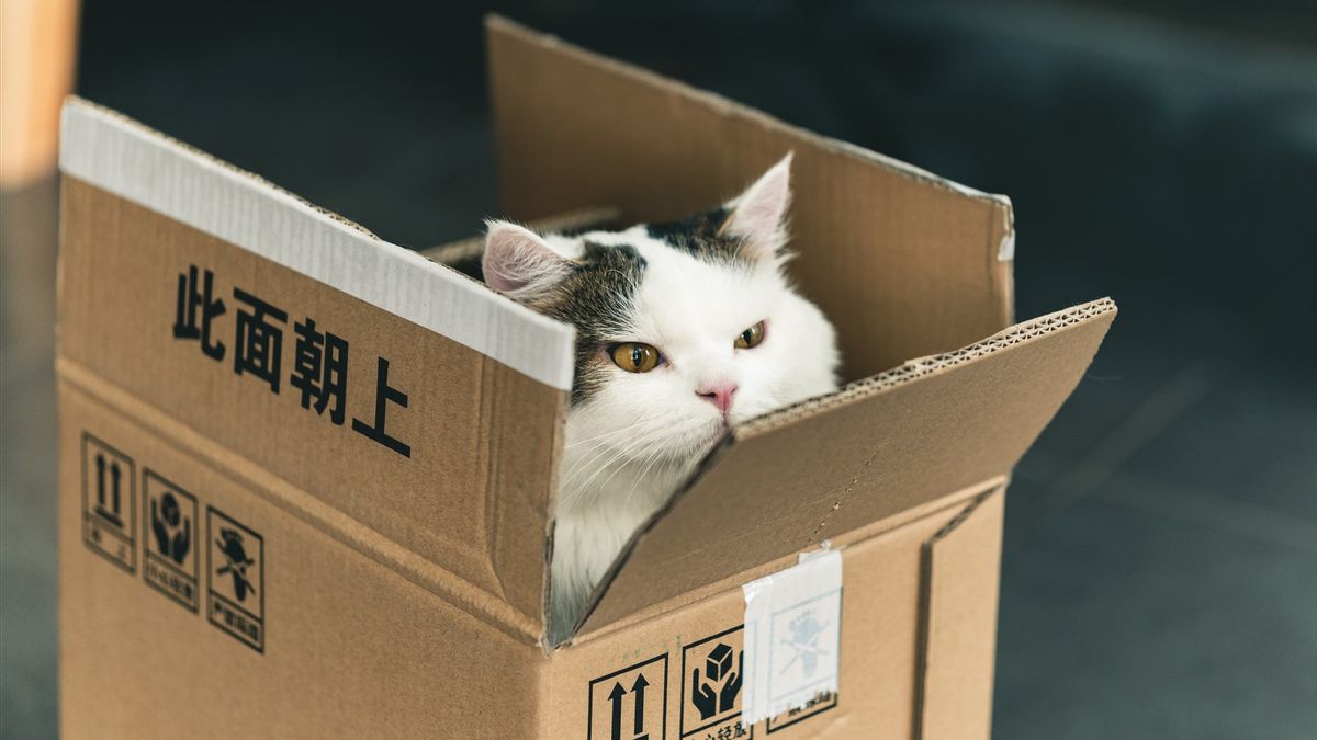 Recognizing The Behavior Of Pets, This Is Why Cats Are Interested In Cardboard Boxes
