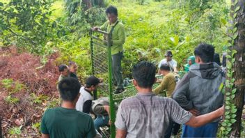 Petani Sawit di Mukomuko Was-was Usai Kasus Harimau Mangsa Sapi dan Terkam Warga 