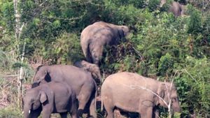 BKSDA Aceh Giring Gajah Liar di Pidie yang Masuk Perkebunan Warga