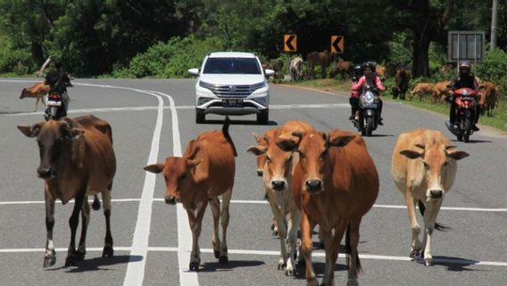 Data Wabah PMK pada Hewan Ternak di 16 Provinsi Indonesia, Termasuk Aceh 