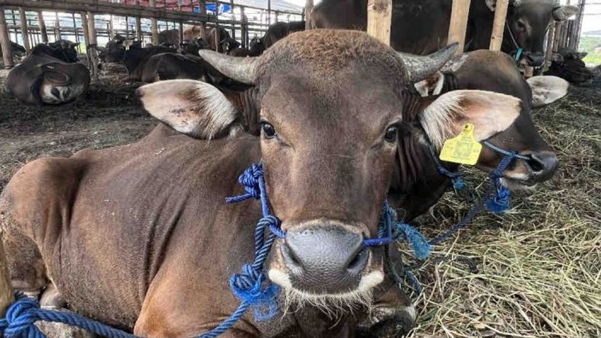 Des agents trouvant la livraison de vaches de victimes illégales de la fin de Ngawi et de Jombang