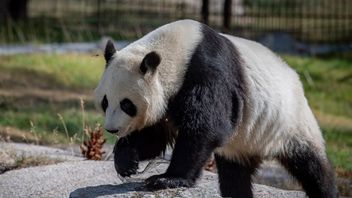 Unable To Cost Maintenance, Finland Will Return 2 Giant Pandas To China