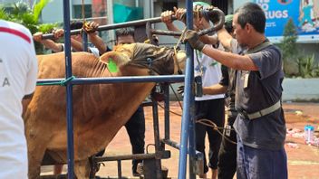 Dozens of Sacrificed Animals Slaughtered at Salemba Jail, Ready-to-Eat Meat Given to WBP