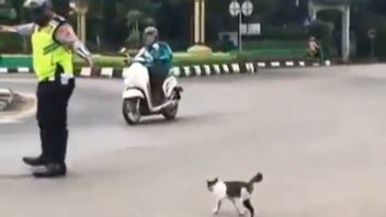 Don't Forget To Do Good Things, For Example, This Policeman Helps A Cat Crossing The Road