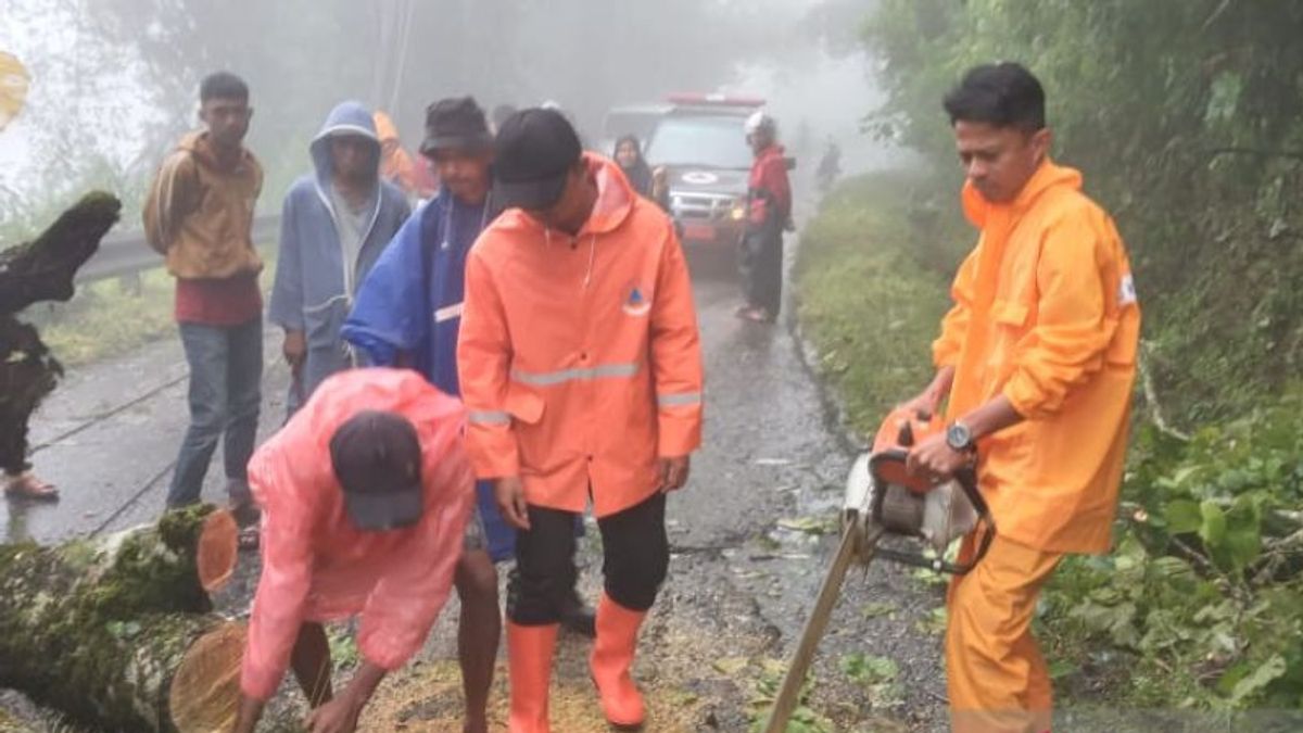 Pohon Tumbang di Tikungan ke-42 Agam Sumbar, Jalur Lalin dari Bukittinggi-Pasaman Barat-Lubuk Basung Terhambat