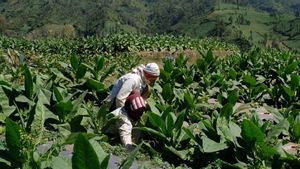 Lahan PTPN II dari 250 Ribu Hektare Tinggal 5.800, IAW: Ini Bukan Sekadar Kelalaian!