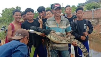 Bintan Residents Catch Crocodiles After Getting Trapped