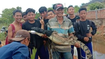 Warga Bintan Tangkap Buaya Setelah Terjerat Pancing