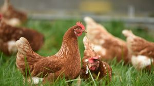 Le matin de Bikin Rusuh, la 'invasion' de poulet sauvage donne la vie aux habitants du village norvégien britannique Terganggu